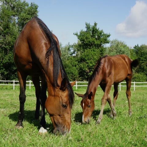 Photo de cour cours-poney
