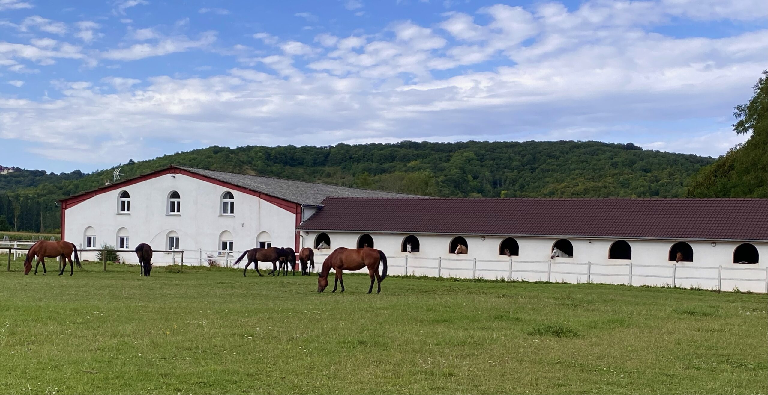 Photo du cours Poney