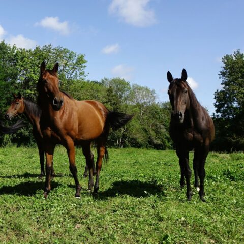 Photo de cour chevaux